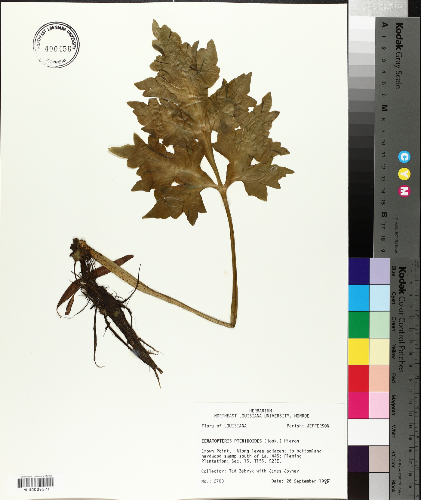 Ceratopteris image