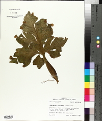 Ceratopteris pteridoides image