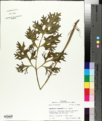 Ceratopteris pteridoides image