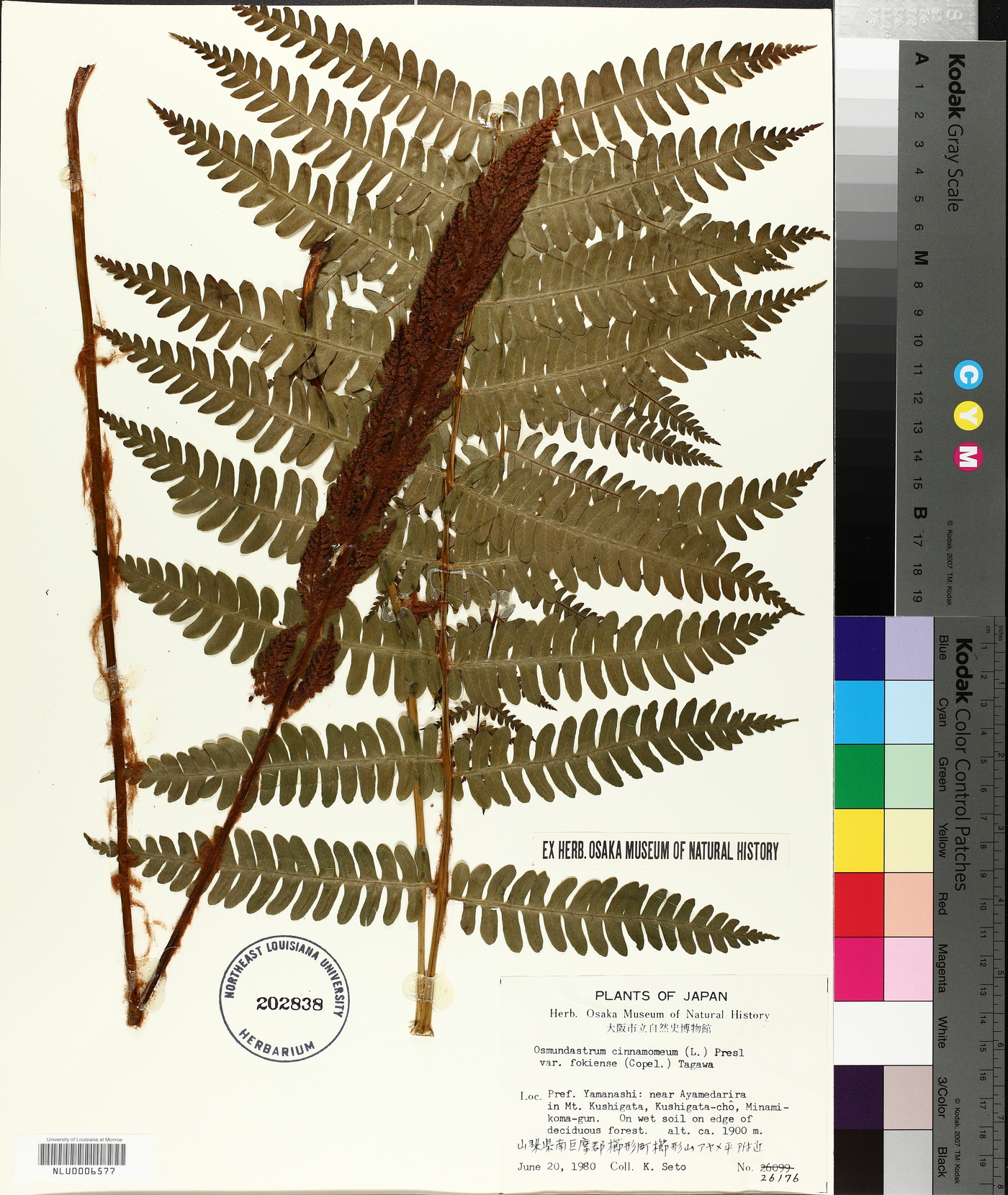 Osmundastrum cinnamomeum subsp. asiaticum image