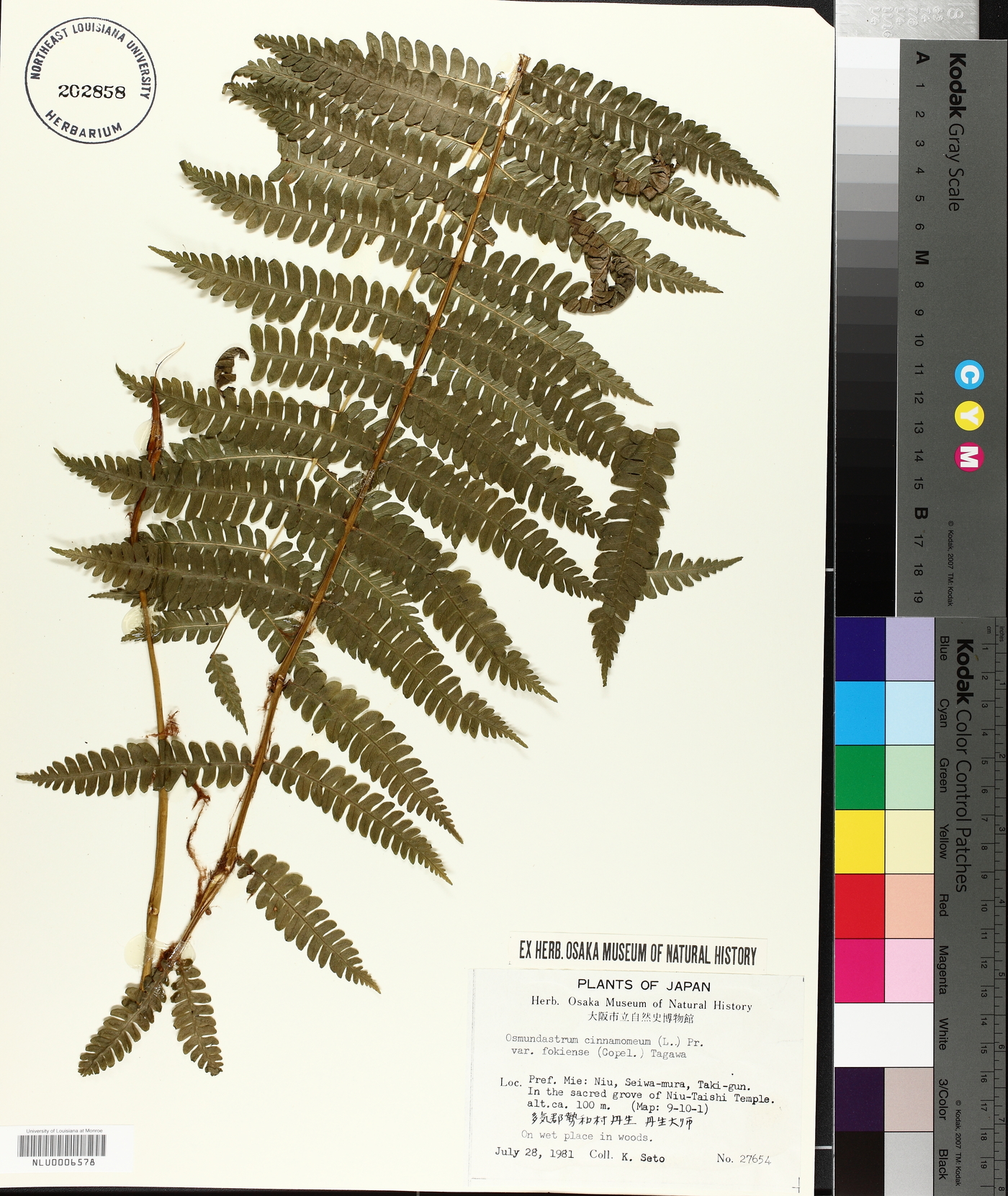 Osmundastrum cinnamomeum subsp. asiaticum image