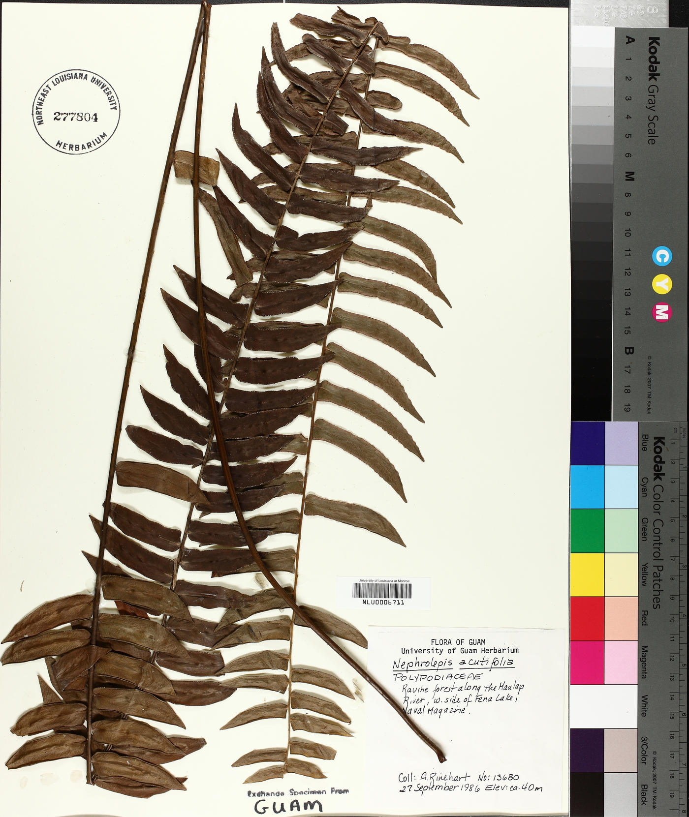 Nephrolepis acutifolia image