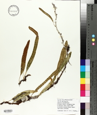Lecanopteris pustulata subsp. pustulata image