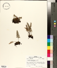 Pleopeltis polypodioides image