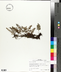 Polypodium polypodioides image