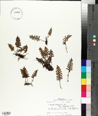 Pleopeltis polypodioides image