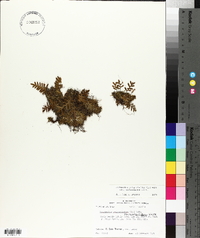 Pleopeltis polypodioides image