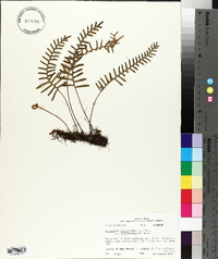 Pleopeltis polypodioides subsp. michauxiana image