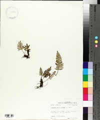 Pleopeltis polypodioides image