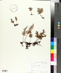 Polypodium polypodioides image