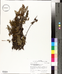 Pleopeltis polypodioides subsp. michauxiana image