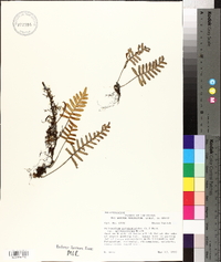 Pleopeltis polypodioides image