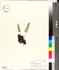 Pleopeltis polypodioides image