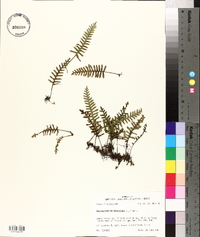 Polypodium polypodioides image