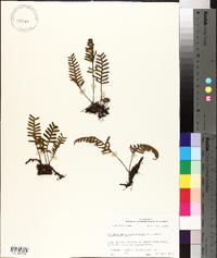 Polypodium polypodioides image