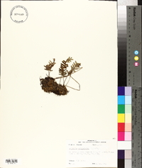 Polypodium polypodioides image