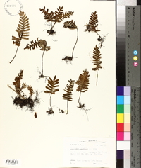 Polypodium polypodioides image