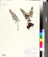 Polypodium polypodioides image