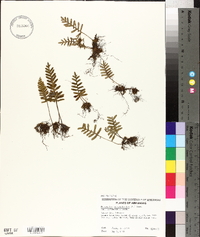 Pleopeltis polypodioides subsp. michauxiana image