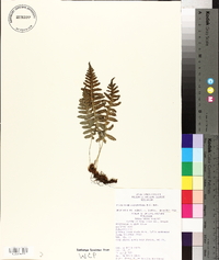 Polypodium glycyrrhiza image