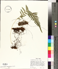 Polypodium glycyrrhiza image