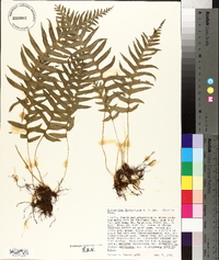 Polypodium glycyrrhiza image