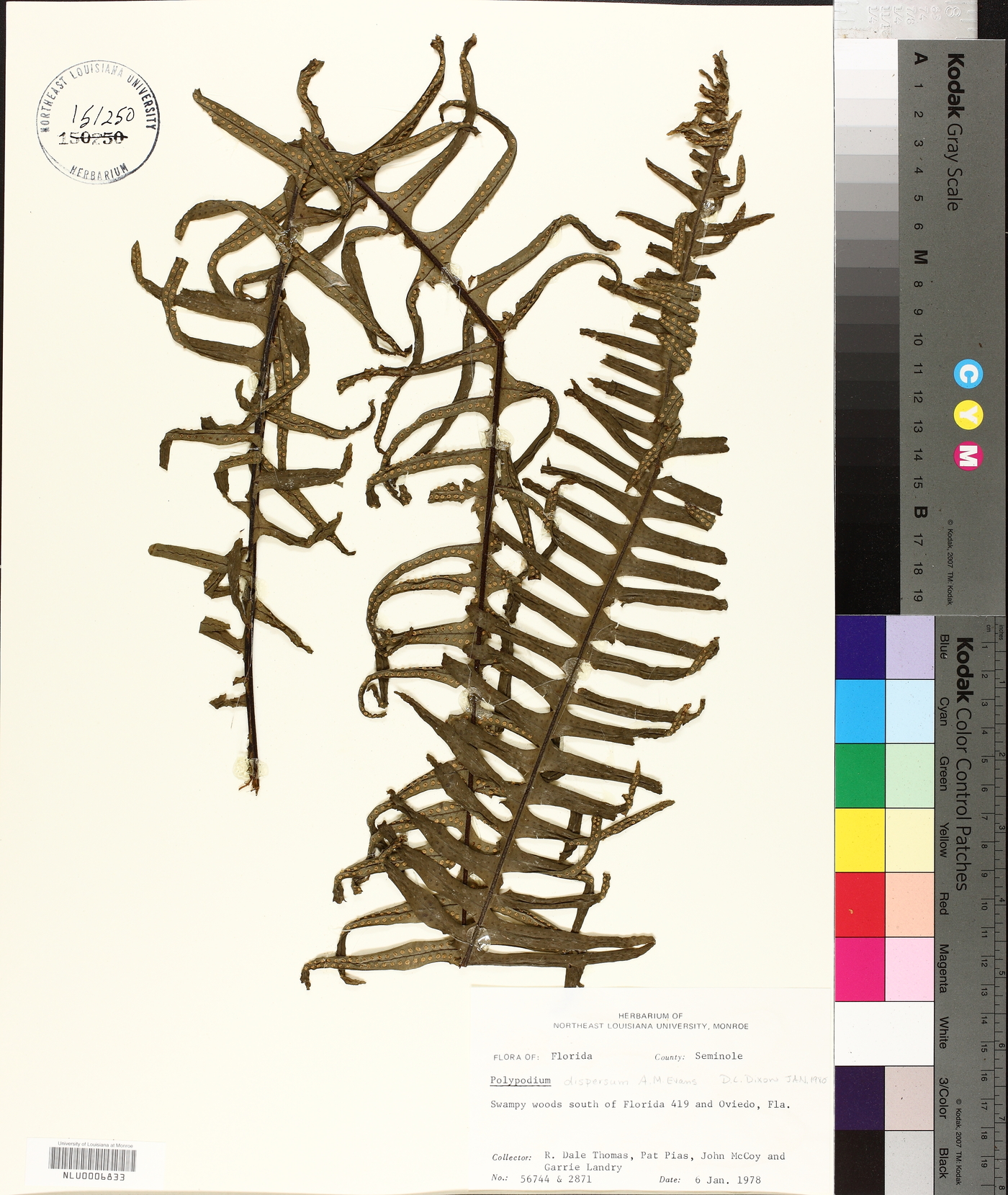 Polypodium dispersum image