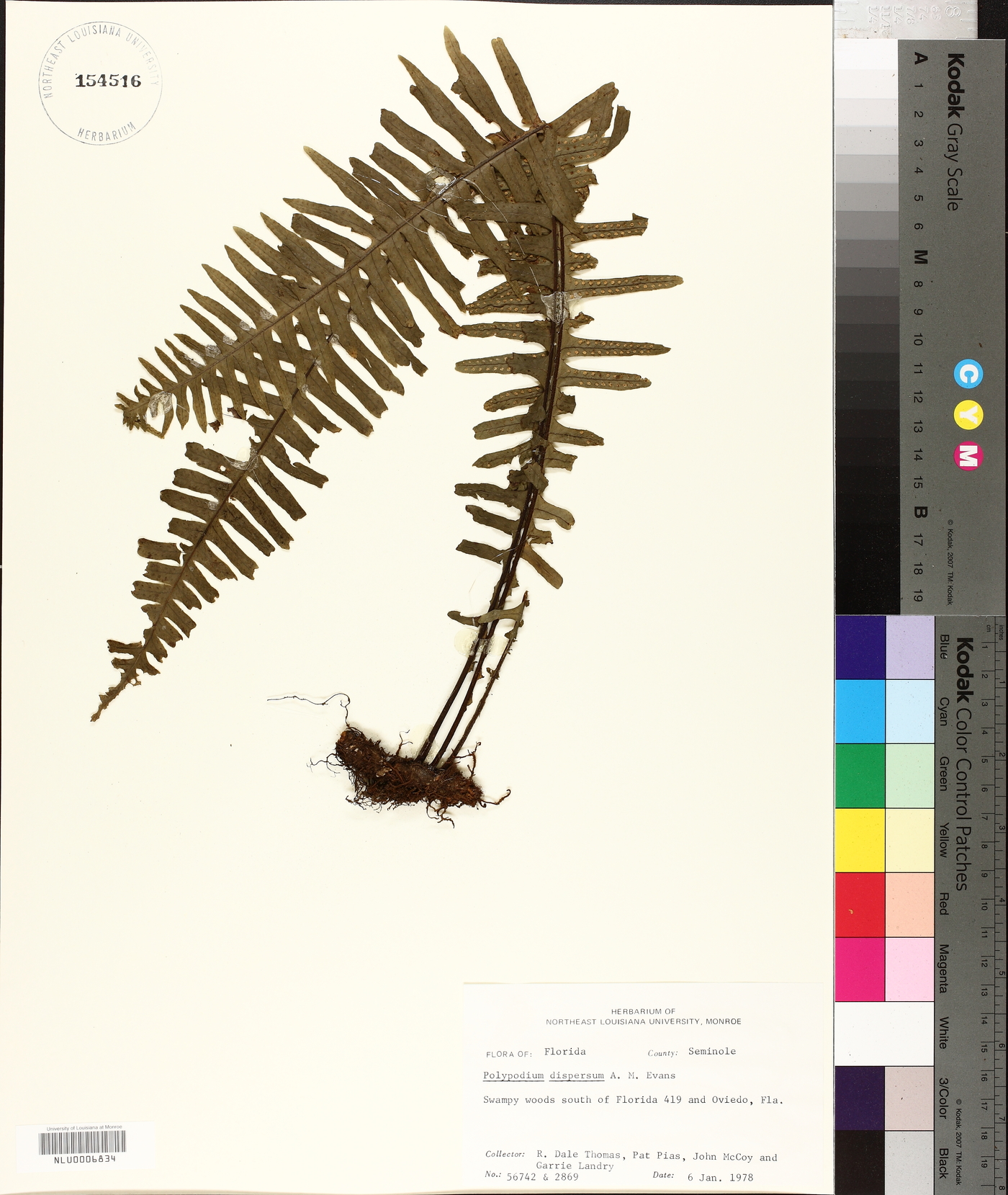 Polypodium dispersum image