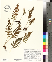 Polypodium californicum image