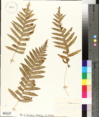 Polypodium californicum image