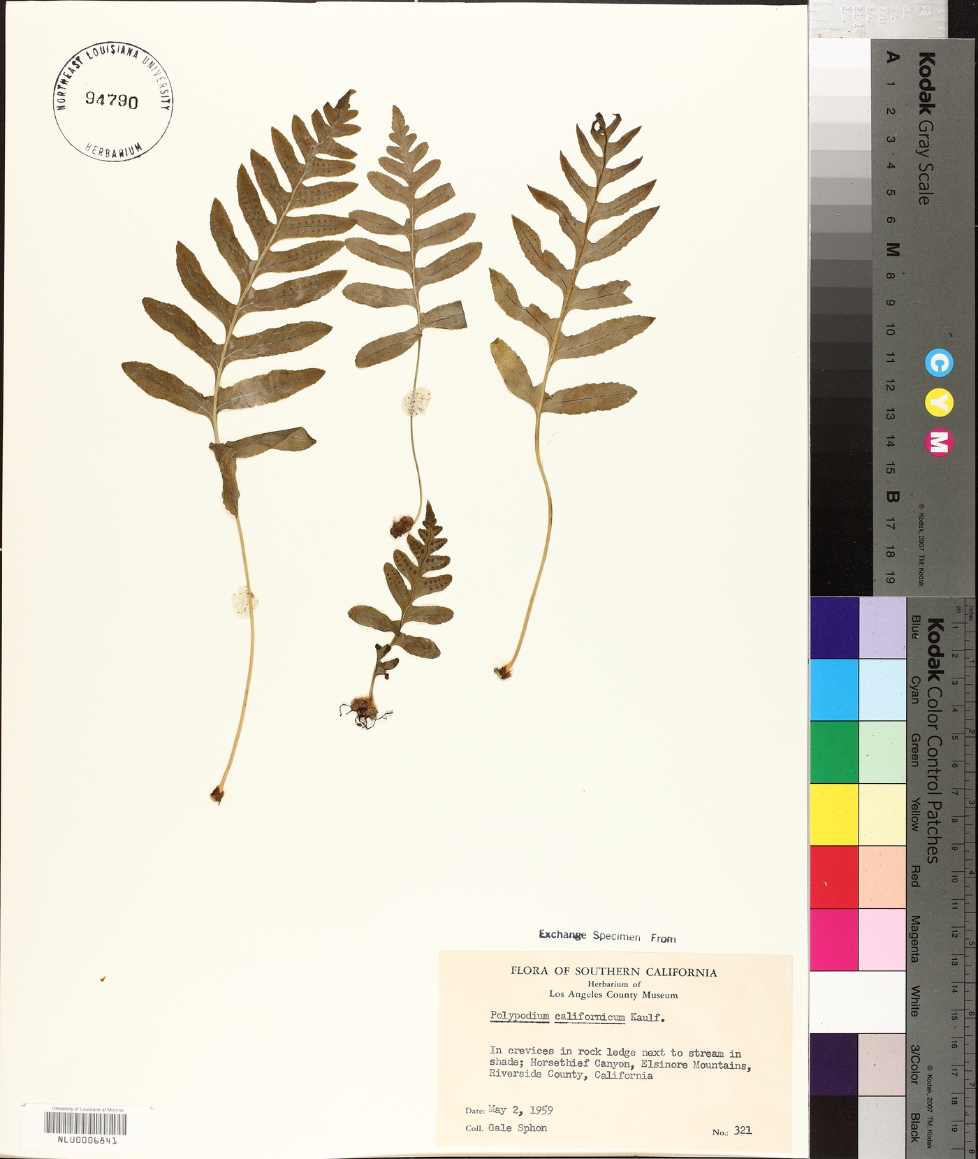 Polypodium californicum image