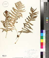 Polypodium californicum image