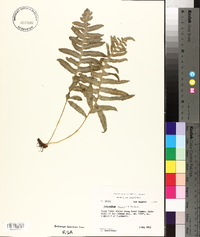 Polypodium californicum image