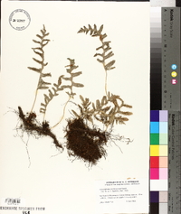 Polypodium californicum image