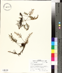 Pleopeltis polypodioides subsp. michauxiana image