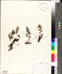 Polypodium polypodioides image