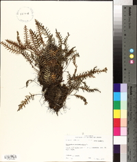 Polypodium polypodioides image