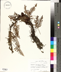 Pleopeltis polypodioides image