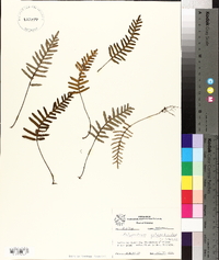 Polypodium polypodioides image