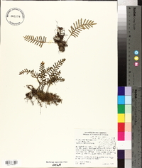 Pleopeltis polypodioides image