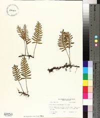 Polypodium polypodioides image