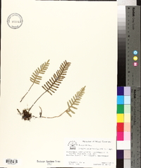 Polypodium polypodioides image