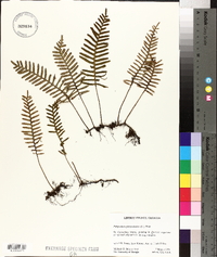 Polypodium polypodioides image