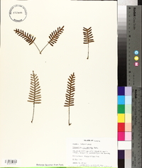 Polypodium polypodioides image