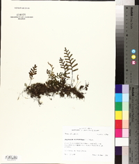 Polypodium polypodioides image