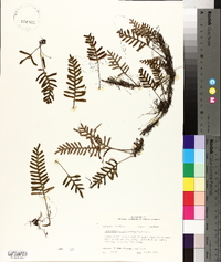 Polypodium polypodioides image