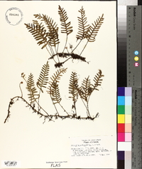 Polypodium polypodioides image