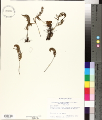 Polypodium polypodioides image