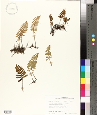 Polypodium polypodioides image