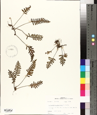 Polypodium polypodioides image